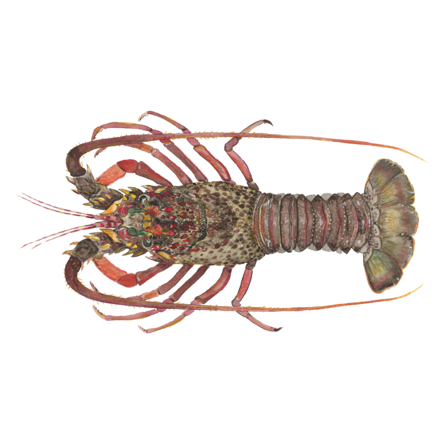 east coast rock lobster