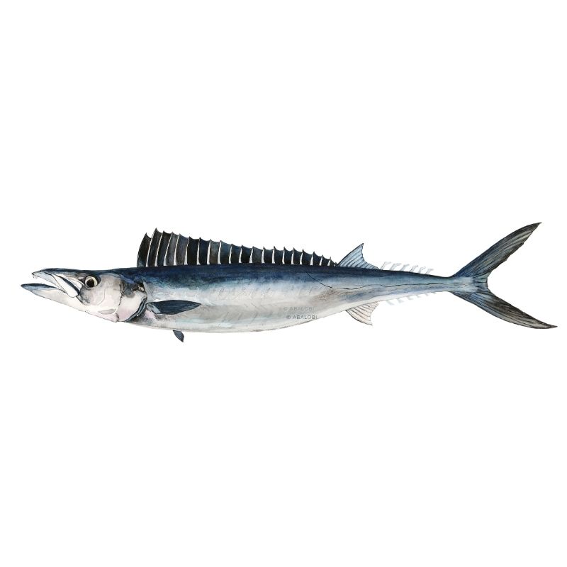 Snoek